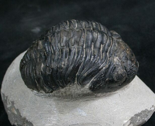Bargain Phacops Trilobite From Morocco - #7952